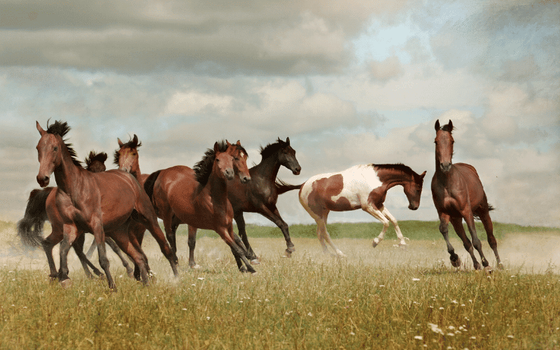 A horse standing in a lush, green pasture, eating from a trough filled with nutritious feed. The sun is shining, and the horse looks healthy and content