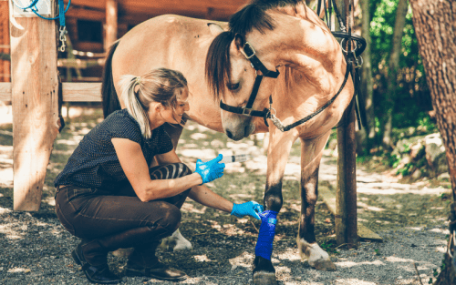 Pferdepflege und Trainingstipps für Reiter