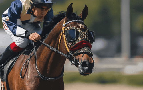 Nasenriemen Rennsport Test: Die 5 besten (Bestenliste)